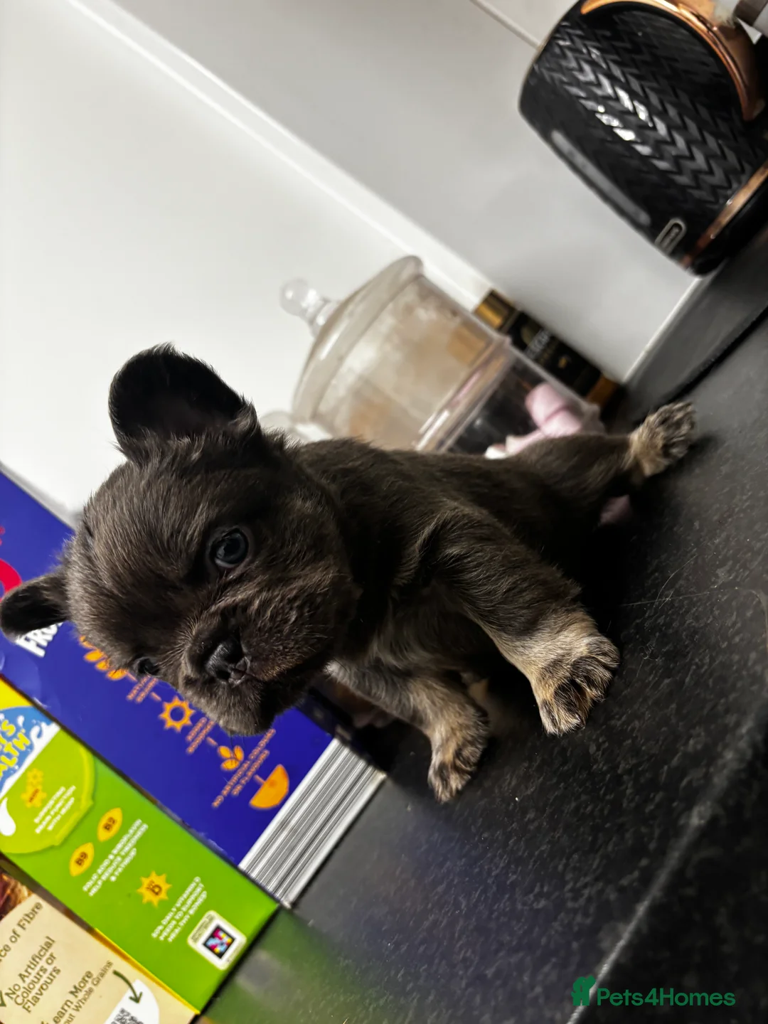 French Bulldog dogs for sale:  2 left 🇫🇷Fluffy french bulldog  - Advert 12