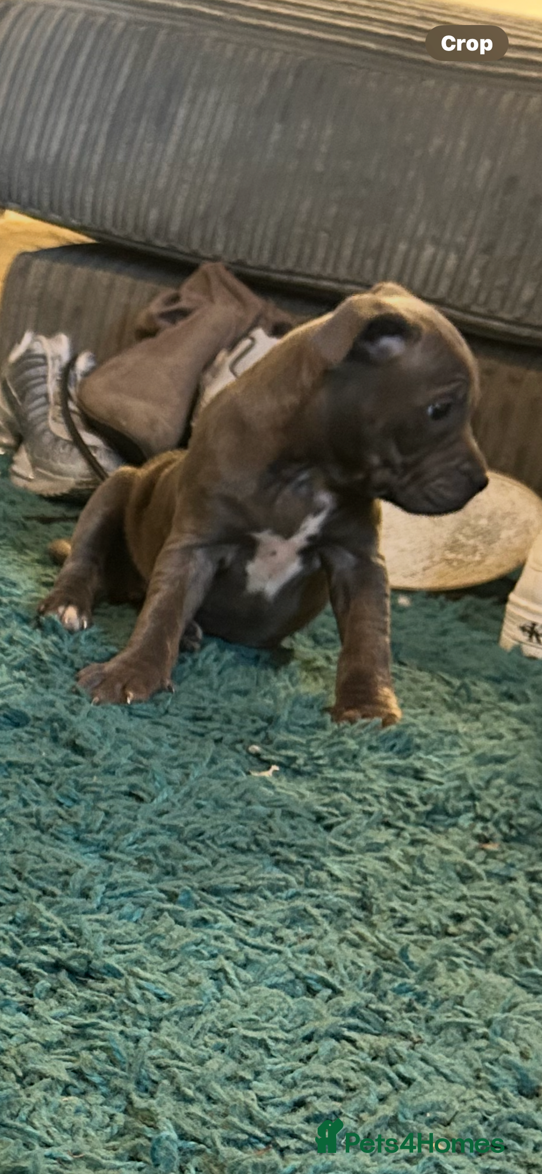 Staffordshire Bull Terrier dogs for sale: Blue kc registered staff puppies - Advert 4