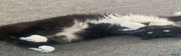 Mixed Breed cats for sale: Beautiful black and white cat Prin for rehoming in Bury Saint Edmunds - Advert 3