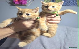 Siberian cats for sale: Adorable kittens Siberian  - Advert 2
