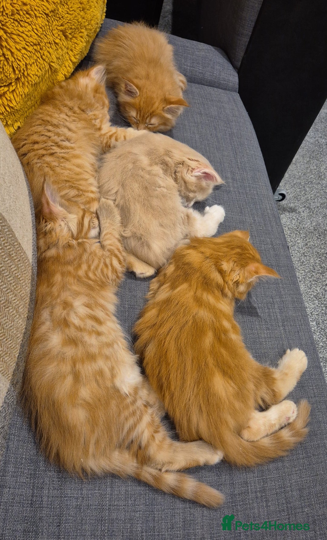 Maine Coon cats for sale: Ginger Polydactyl Main Coon kittens available - Image 22