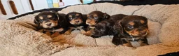 Cocker Spaniel dogs for sale: 5 STUNNING KC WORKING TYPE COCKER SPANIELS  - Advert 26