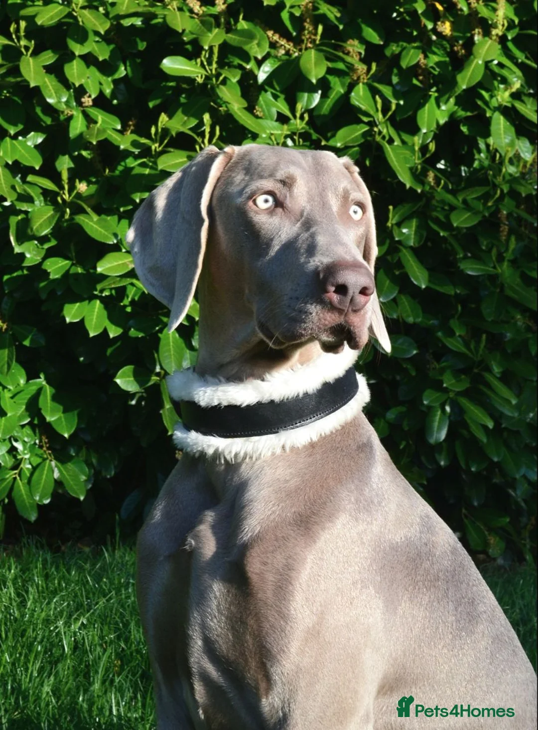 Weimaraner dogs for stud:  KC reg health tested Hipscored stud in Woodbridge - Advert 1