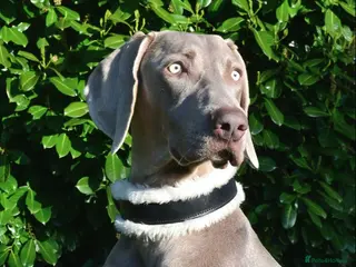 Weimaraner dogs KC reg health tested Hipscored stud in Woodbridge - Advert 1