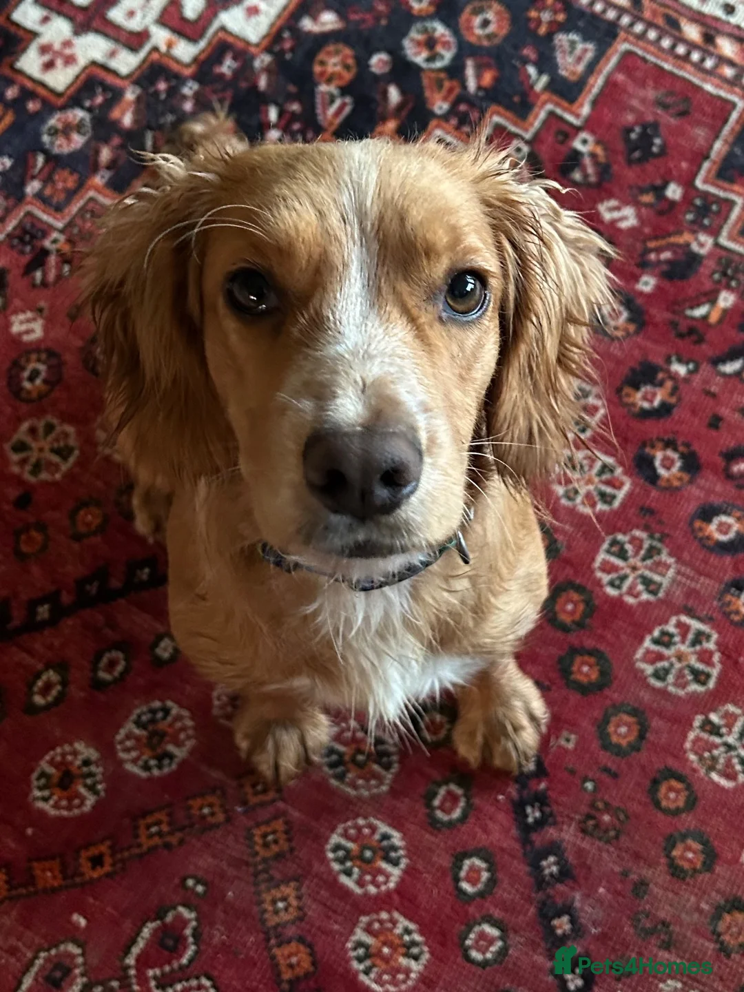 Cocker Spaniel dogs for sale: GORGEOUS COCKER SPANIEL GIRL - Advert 3
