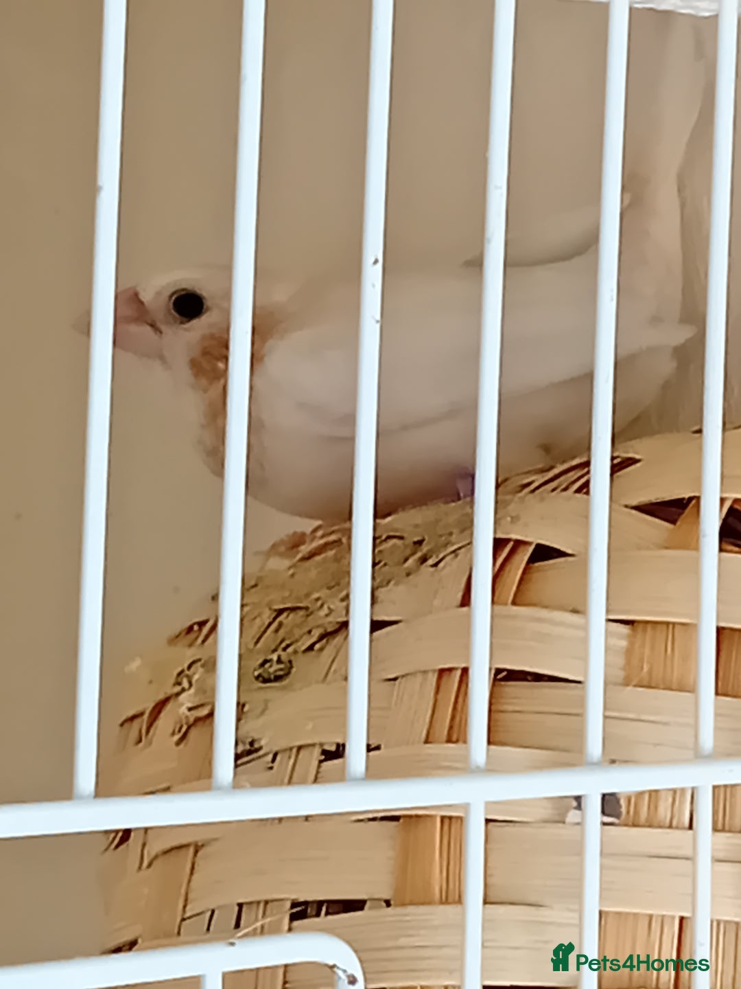 Finches birds for sale: Bengalese finches - Advert 4