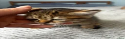 Mixed Breed cats for sale: Adorable playful kittens  - Advert 11