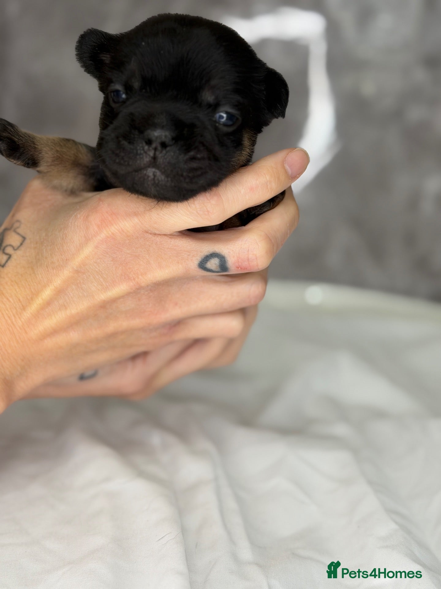 French Bulldog dogs  Rope /fluffy/merle french bulldogs - Advert 16