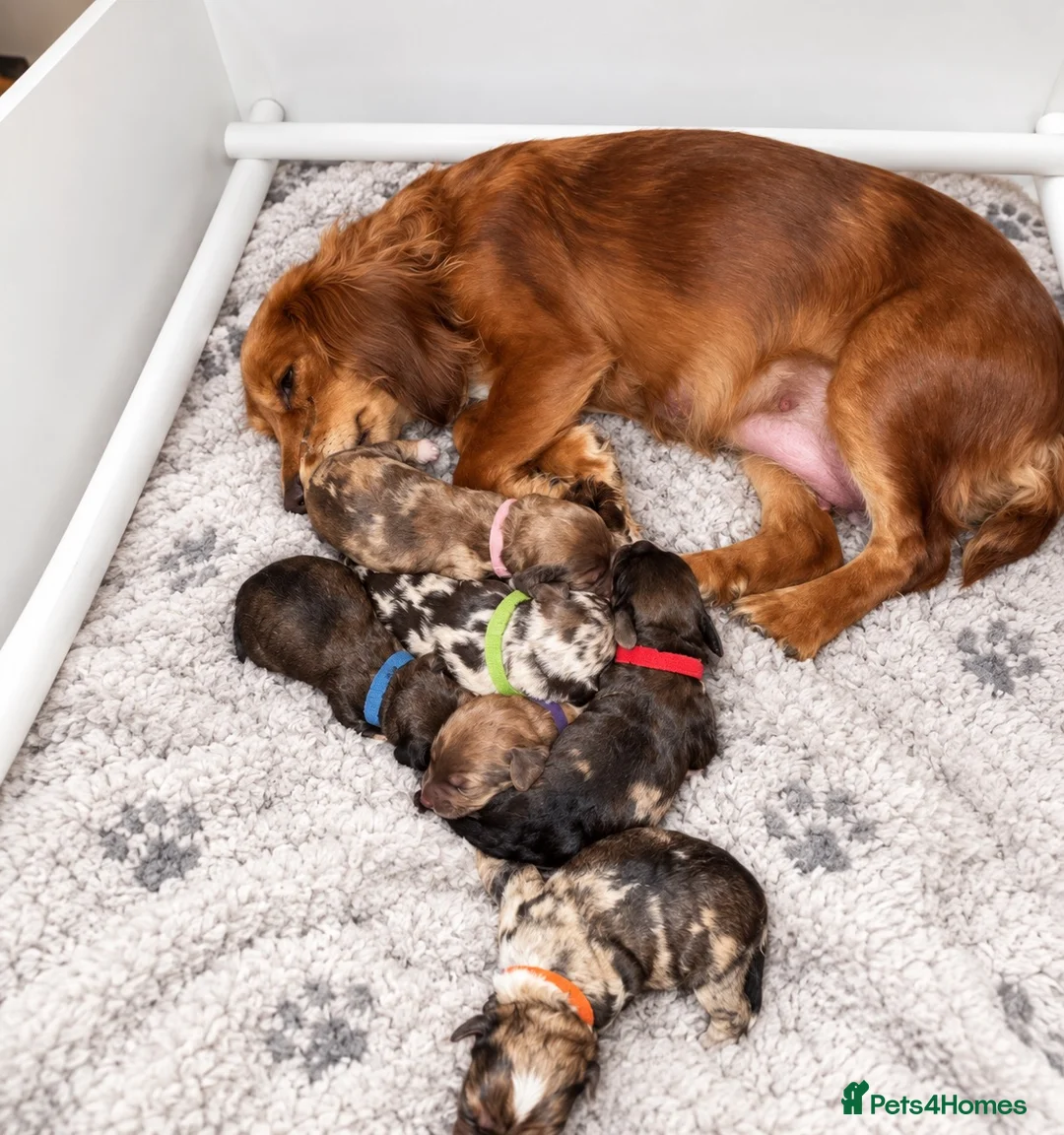 Cockapoo dogs for sale: F1 merle Cockapoo puppies  in Morpeth - Advert 1