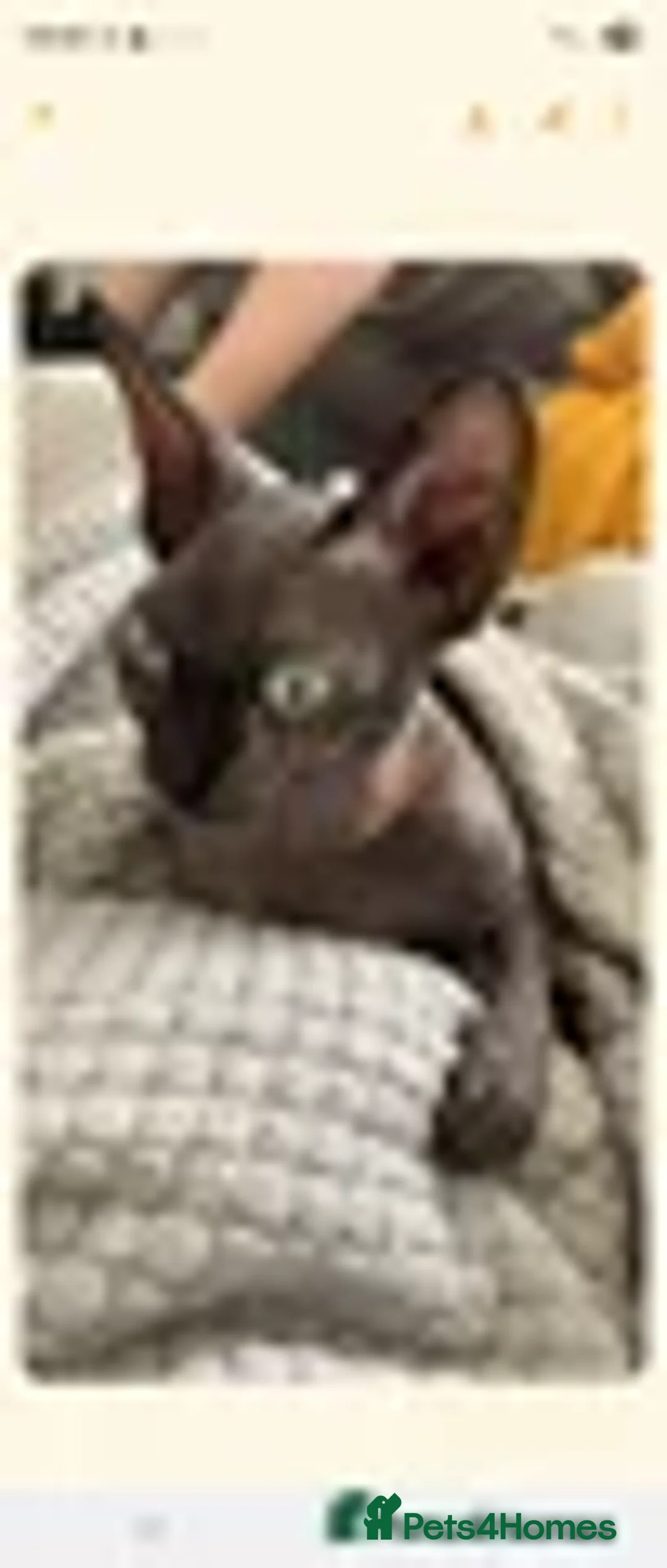 Sphynx cats for sale: Sphynx Cat - Advert 4