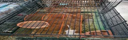 Gerbil rodents for sale: 4 x female gerbils 7 weeks old with cage  - Advert 4