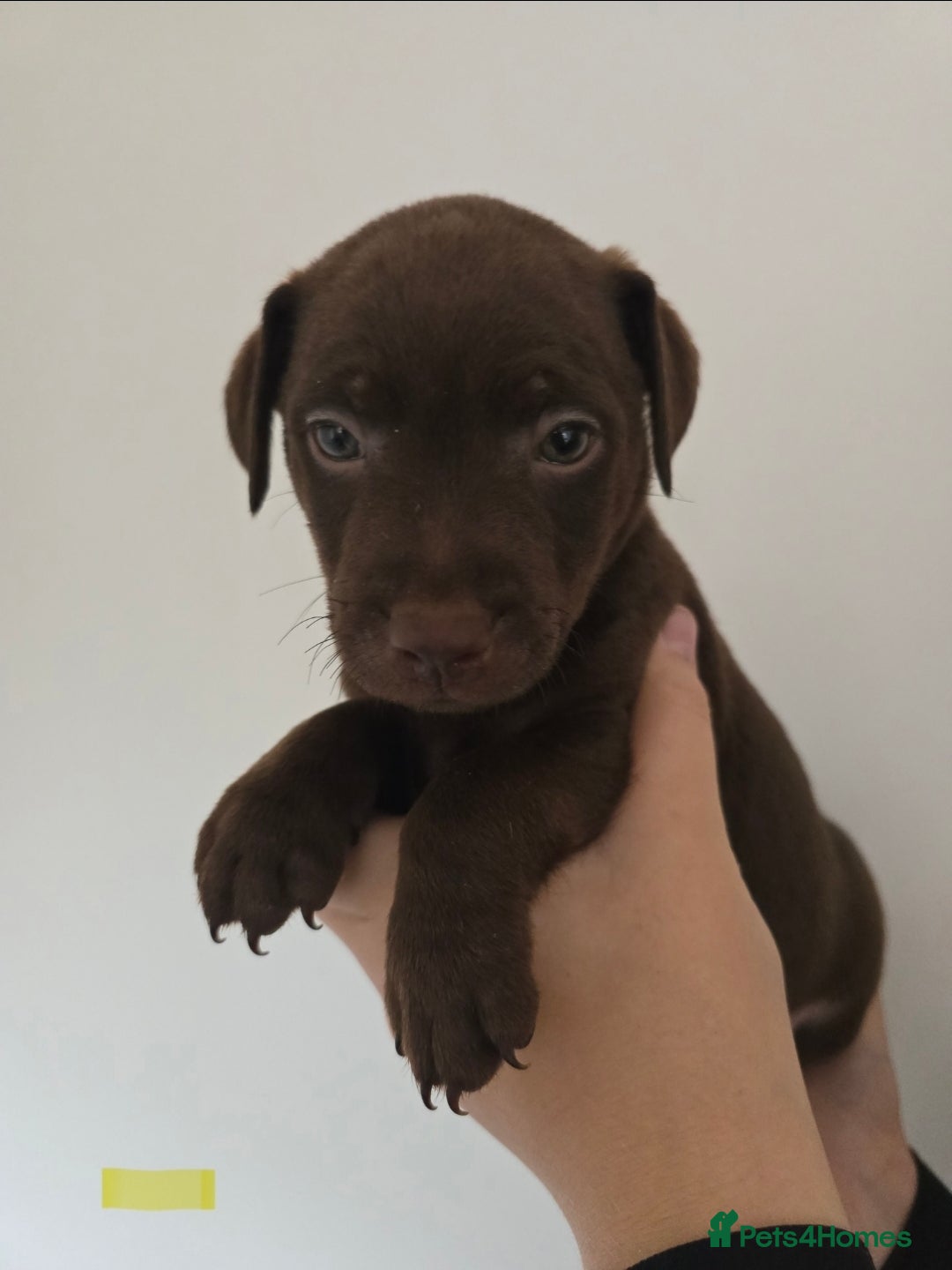 Patterdale Terrier dogs for sale: Chocolate Patterdale terrier pups  - Image 7