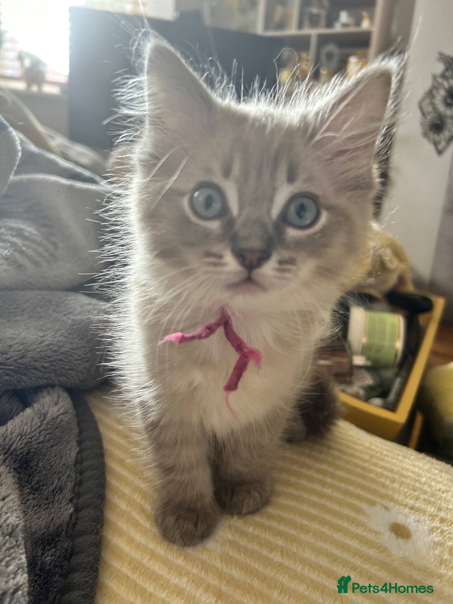 Ragdoll cats 😻 LAST REMAINING FEMALE MINK LYNX RAGDOLL KITTEN - Advert 2