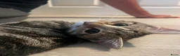 Bengal cats for sale: Beautiful Cuddly 4 Month Bengal Girl  - Advert 3