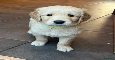 Golden Retriever dogs - Advert 1