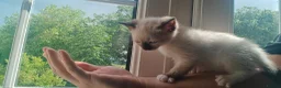 Ragamese cats for sale: READY THIS WEEK! TWO SIAMESE AND ONE RAGDOLL - Advert 25