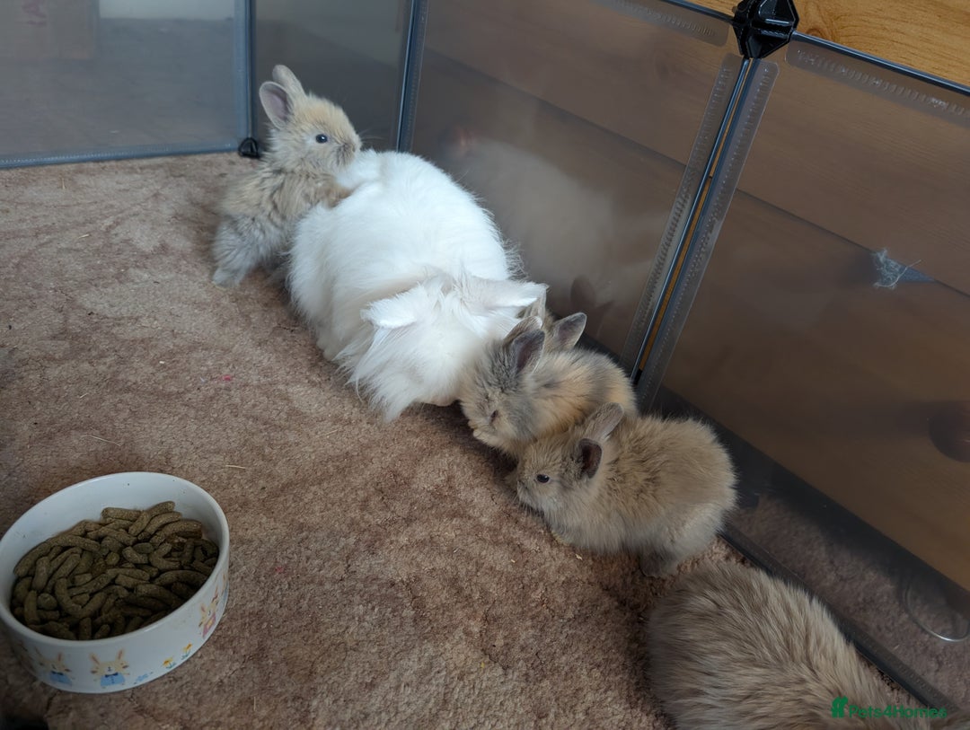 Angora rabbits for sale: Lionlop x angora  - Image 6