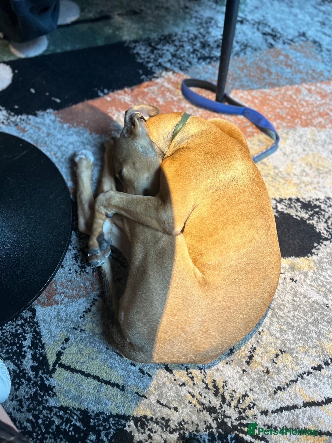 Lurcher dogs for sale: Loving 6Month Old Lurcher Puppy - Image 26