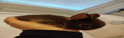 Mixed Breed rabbits for sale: Hybrid baby mini lion lops/Netherland dwarfs  - Advert 6