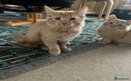 Munchkin cats for sale: Adorable Apricot-Marmalade Tabby Munchkin Male Kit - Image 10
