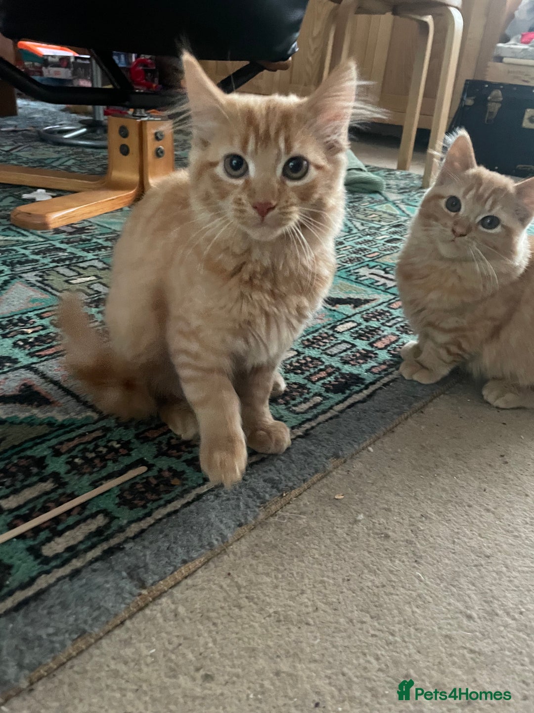 Munchkin cats for sale: Adorable Apricot-Marmalade Tabby Munchkin Male Kit - Image 10