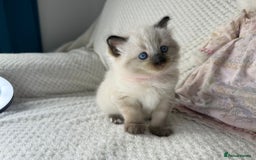 Ragdoll cats for sale: Stunning ragdoll kittens for sale  - Image 21