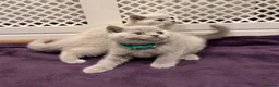 British Shorthair cats for sale: Chunky British shorthair kitten  - Advert 12