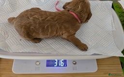 Cockapoo dogs for sale: American cockerpoo licensed Breeder health tested  - Image 11
