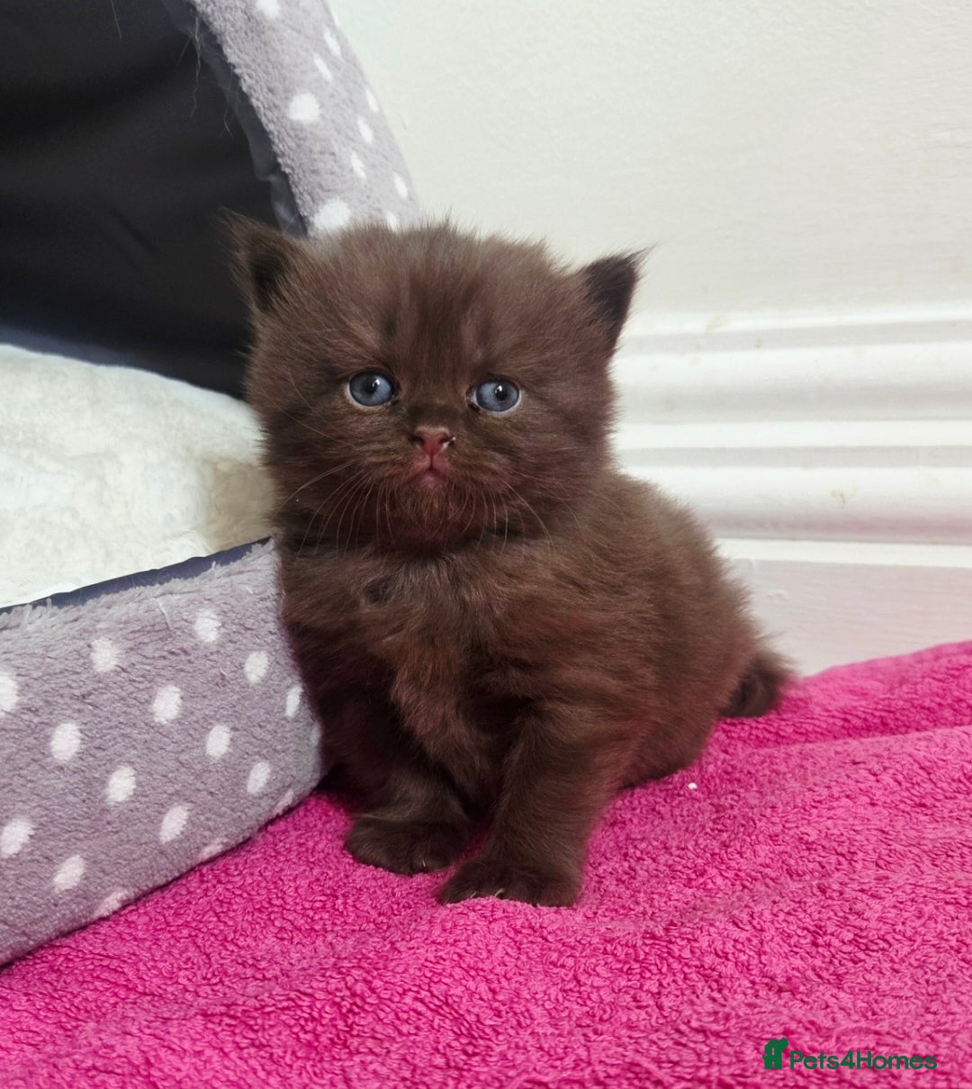 British Shorthair cats Chocolate British Shorthair Kittens | GCCF Reg 🤎 - Advert 1