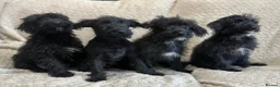 Jackapoo dogs for sale: 4 Jackapoos  - Advert 3