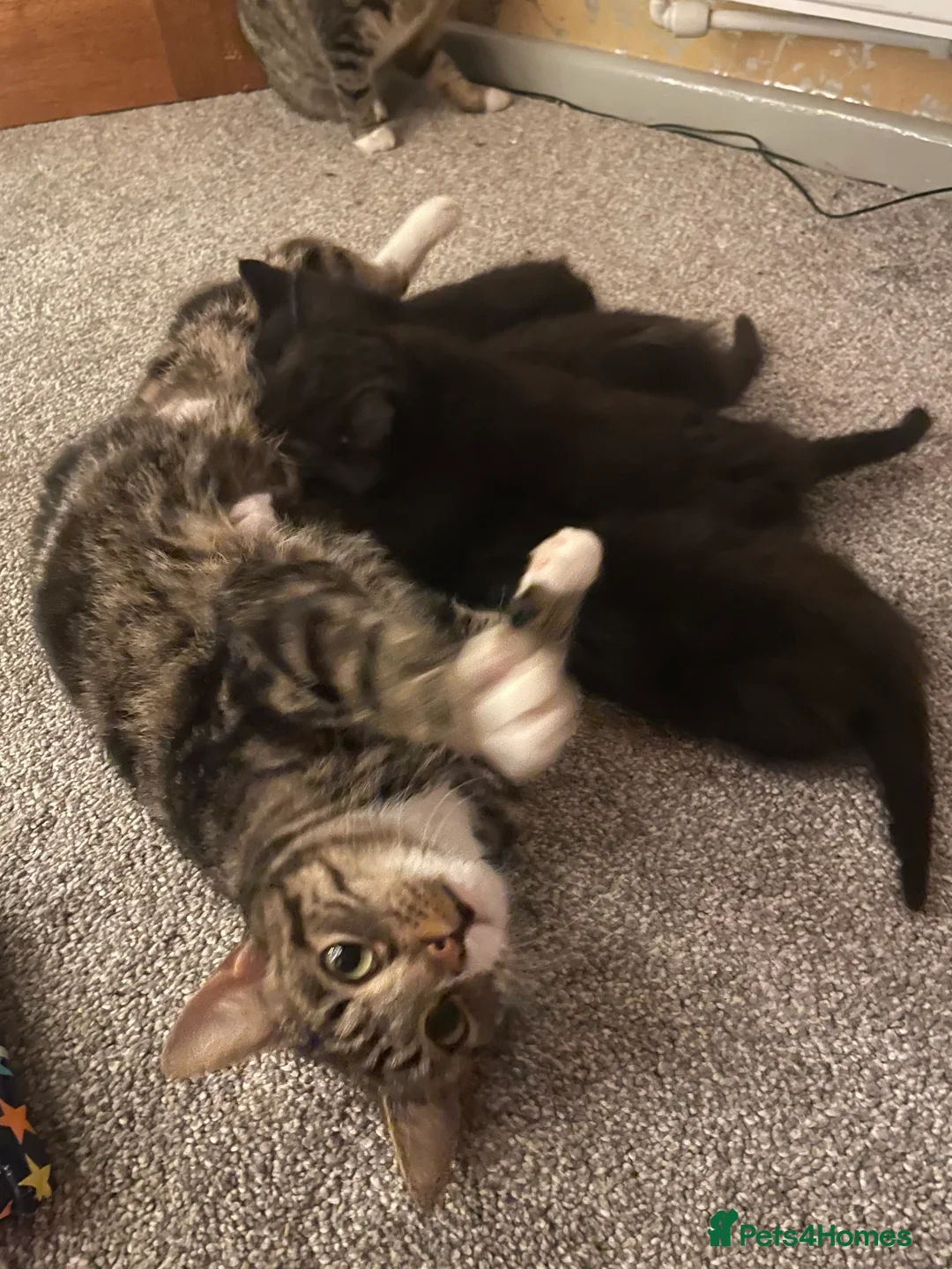 Mixed Breed cats for sale: Mixed breed kittens for sale  - Advert 1