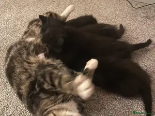 Mixed Breed cats Mixed breed kittens for sale - Advert 1