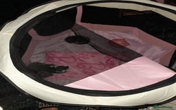 Bengal cats for sale: 2 female kitten 😺  - Image 2