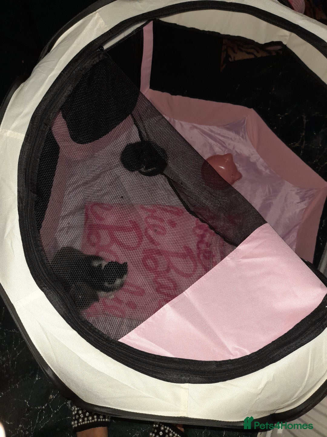 Bengal cats for sale: 2 female kitten 😺  - Image 2
