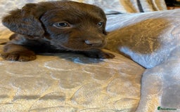 Labradoodle dogs for sale: Rare mini labradoodles variety of colours! - Image 23