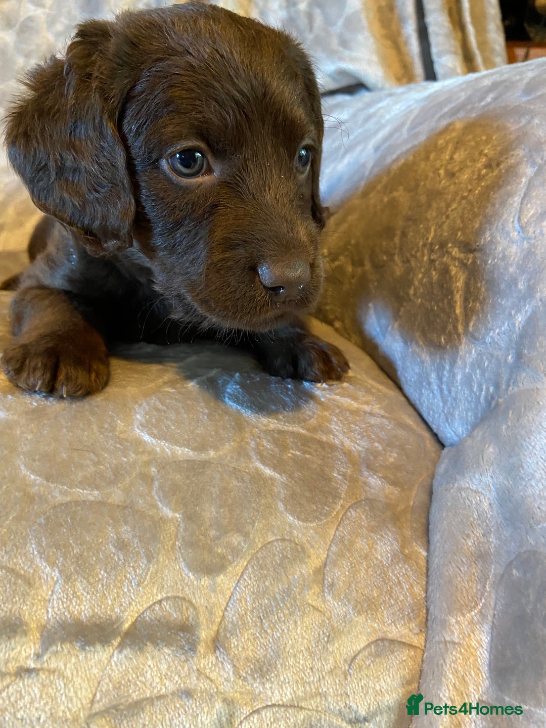 Labradoodle dogs for sale: Rare mini labradoodles variety of colours! - Image 23