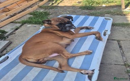 Boxer dogs for sale: Kc Boxer Puppies - Image 7