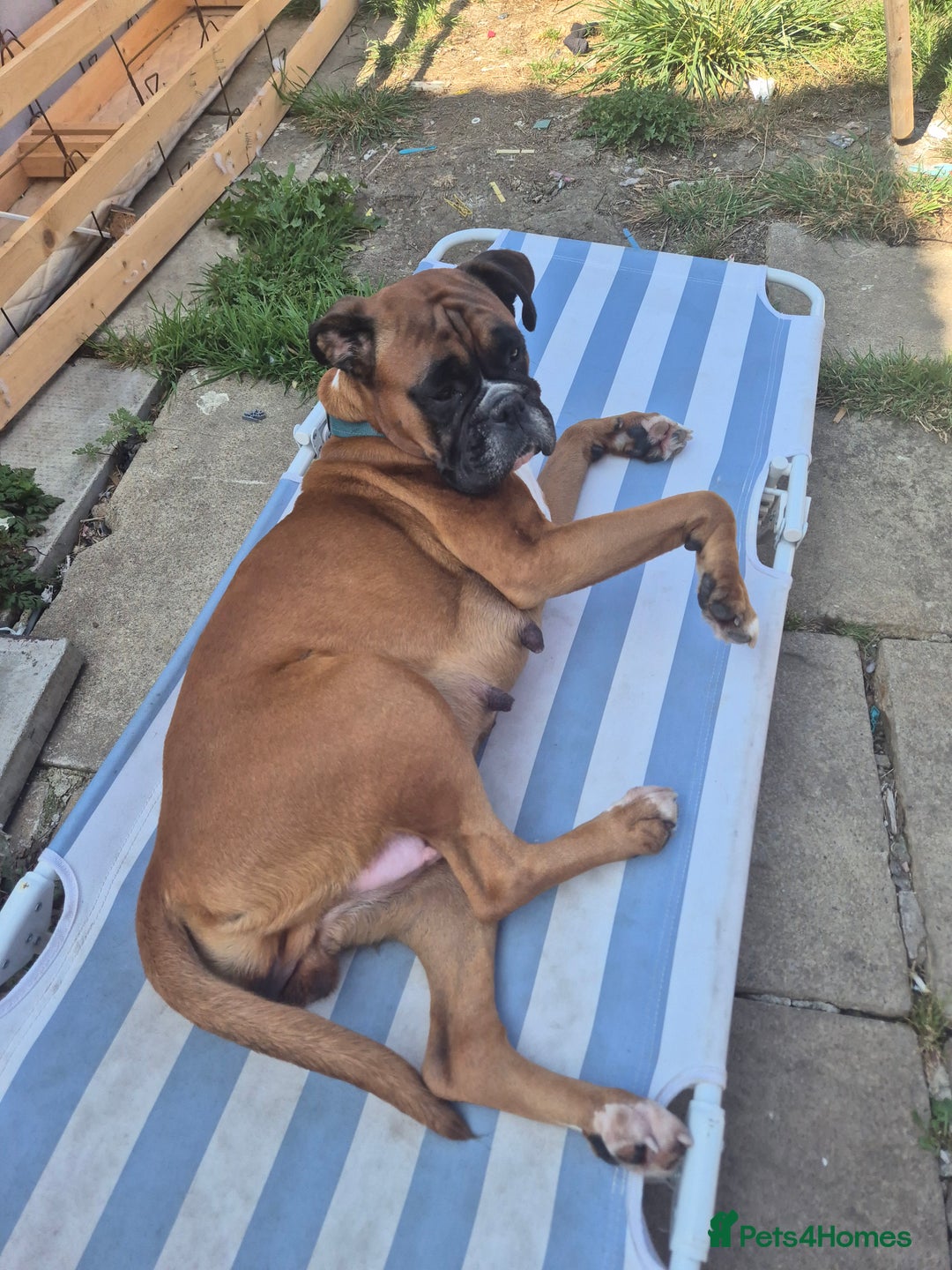 Boxer dogs for sale: Kc Boxer Puppies - Image 7