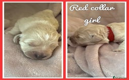 Mini Goldendoodle dogs for sale: Stunning F1 Mini Goldendoodles  - Image 5