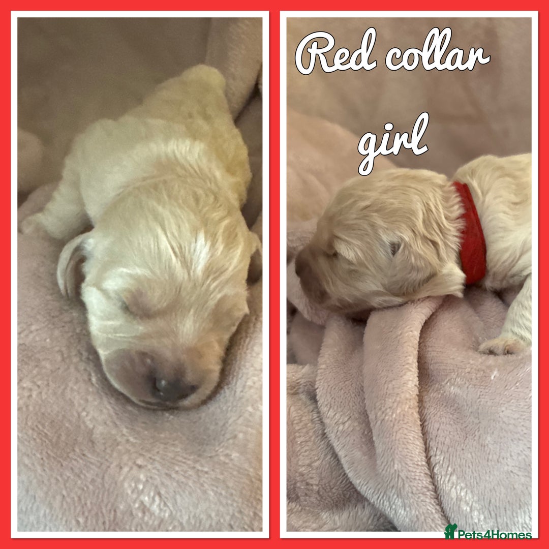 Mini Goldendoodle dogs for sale: Stunning F1 Mini Goldendoodles  - Image 5