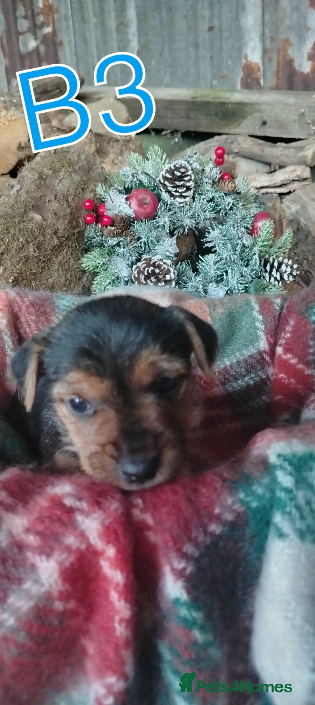 Mixed Breed dogs for sale: Charming Litter of Border Lakeland Puppies - Advert 6