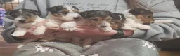 Fox Terrier dogs for sale: Wire Haired Fox Terrier Puppies - Advert 2