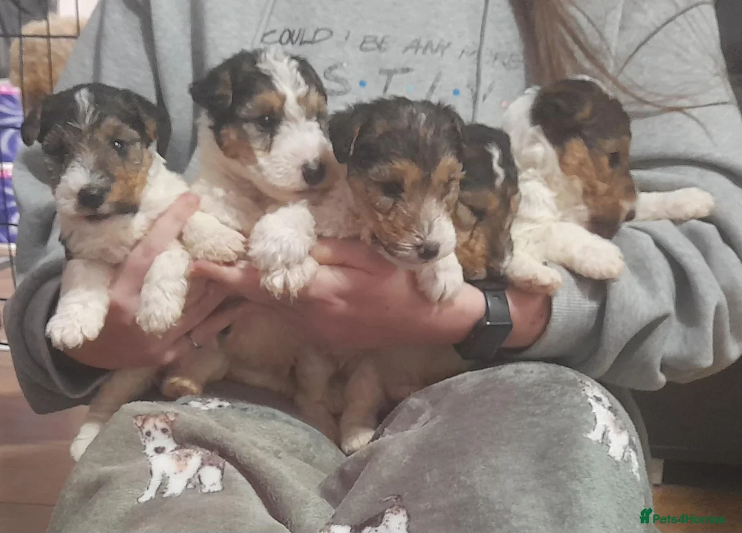Fox Terrier dogs for sale: Wire Haired Fox Terrier Puppies - Advert 2