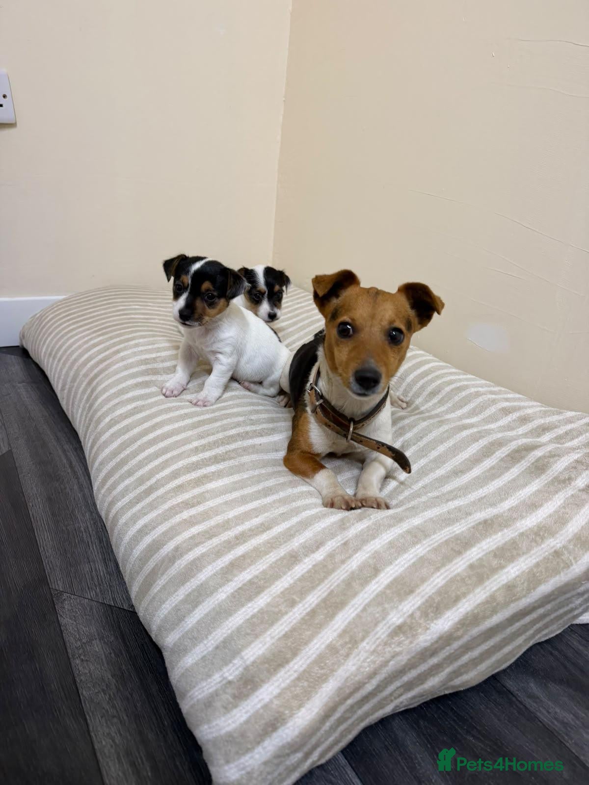 Jack Russell dogs Minature jack russells - Advert 1