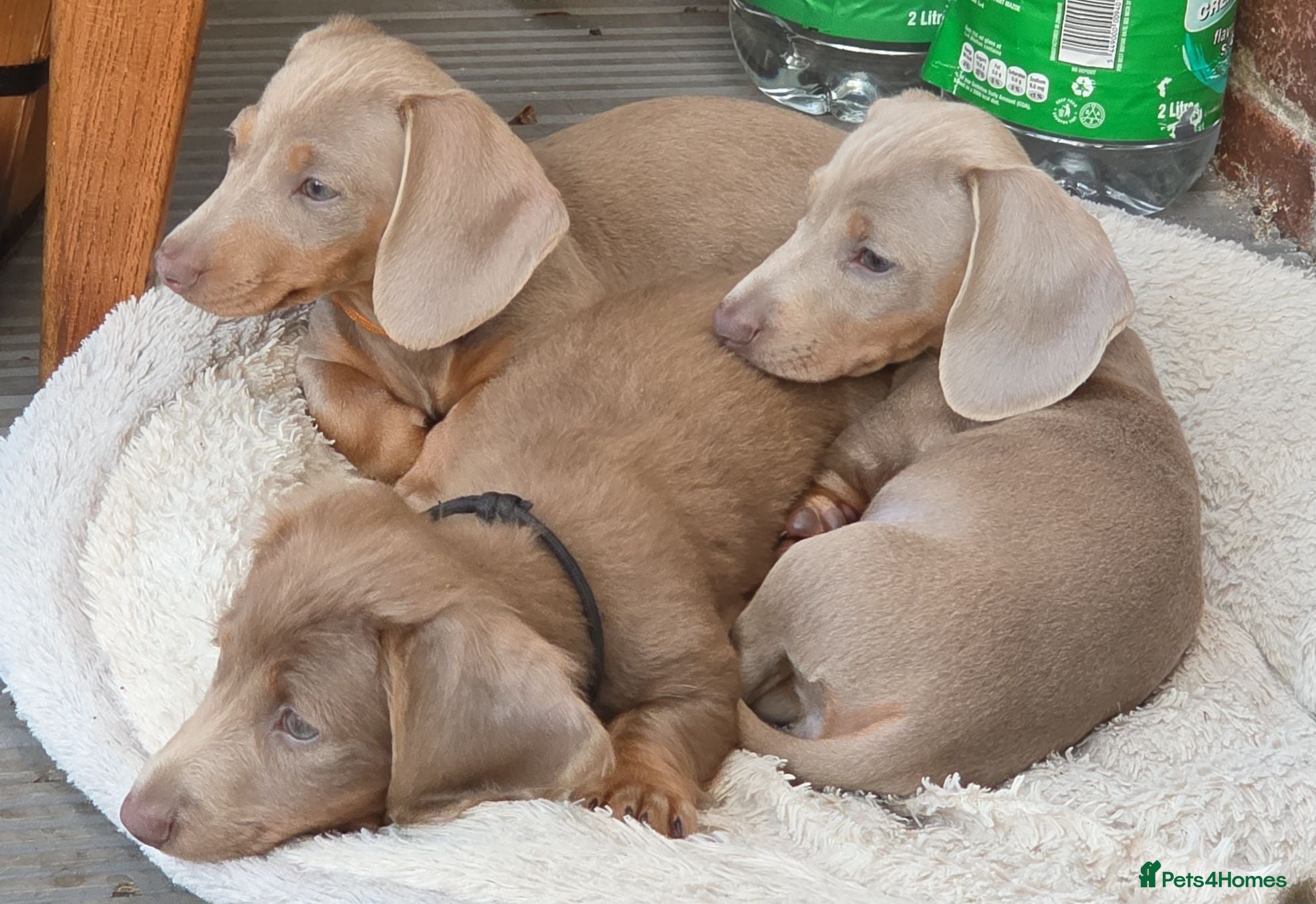 Dachshund dogs READY NOW! Adorable #daschound isabella choc 🐾 - Advert 13