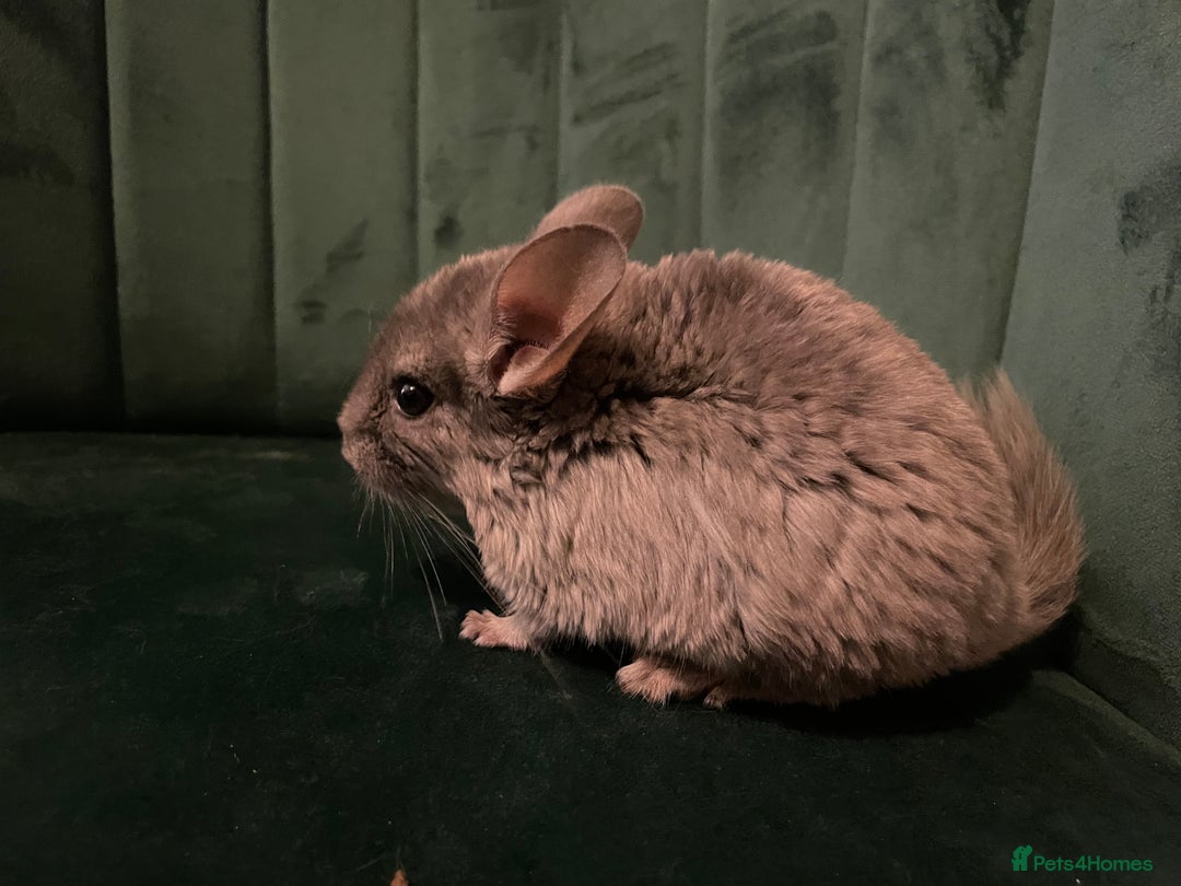 Chinchilla rodents for sale: Chinchilla girl  - Advert 4
