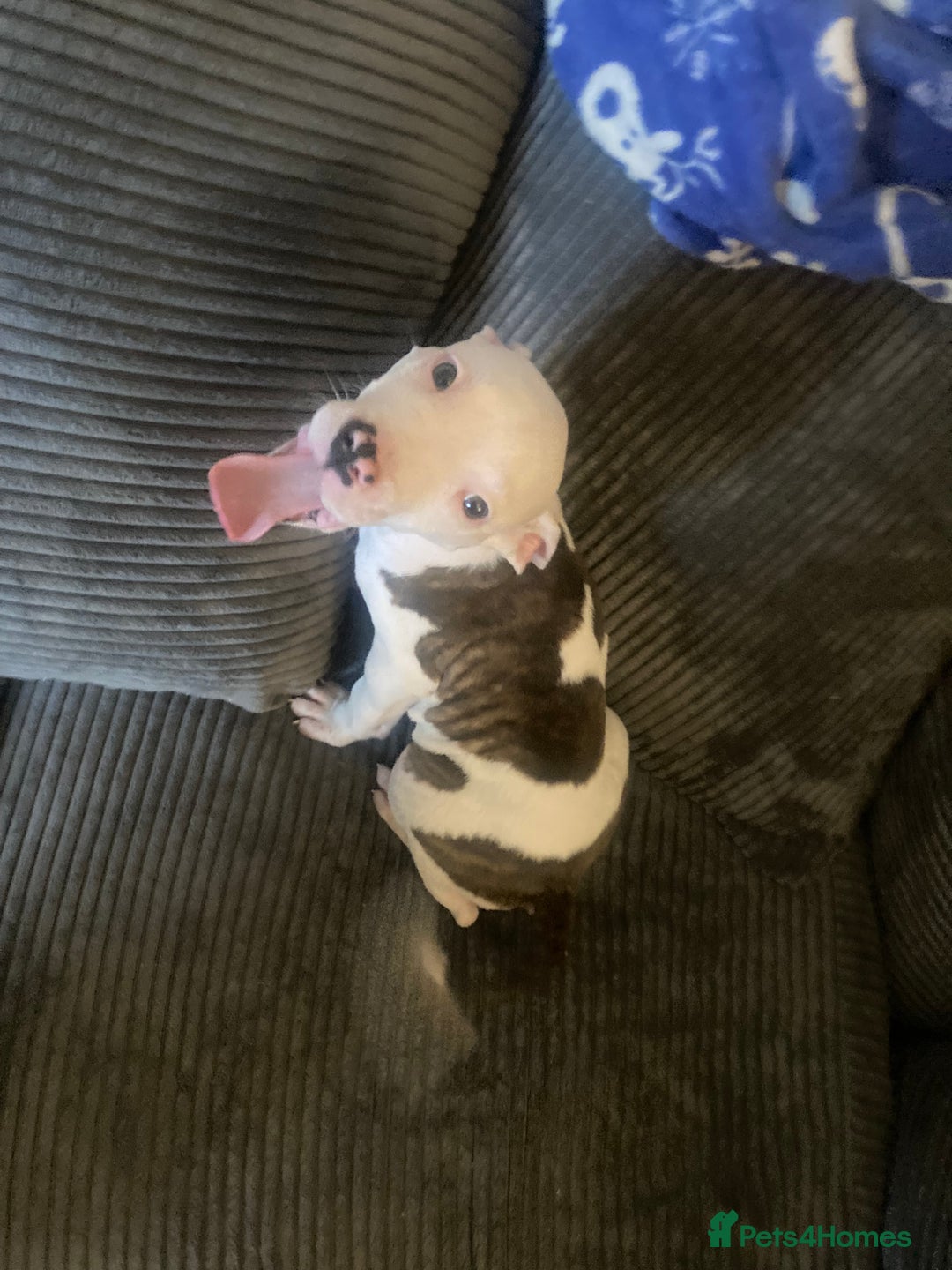 American Bulldog dogs for sale: american bulldog puppies - Image 10