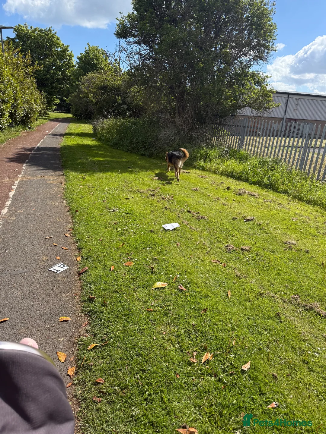Mixed Breed dogs for sale: 10 month male German shepherd  in Hartlepool - Advert 4