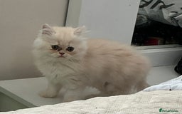 Persian cats for sale: Adorable Female Chinchilla Persian - ready now - Image 3
