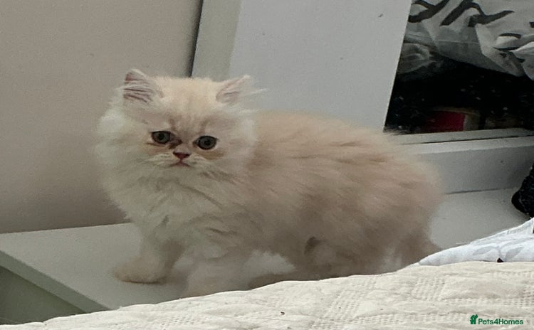 Persian cats - Advert 11
